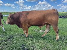 calm 3 year old Limo bull
