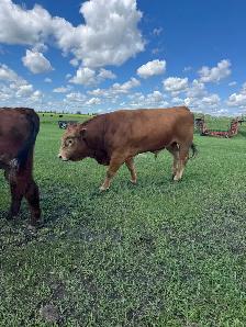 calm 3 year old Limo bull - Photo 2
