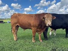 calm 3 year old Limo bull - Photo 3