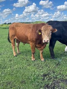 calm 3 year old Limo bull - Photo 4
