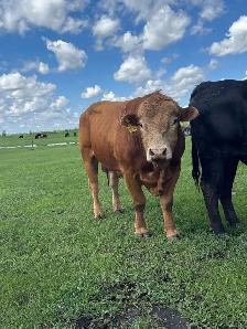calm 3 year old Limo bull - Photo 5