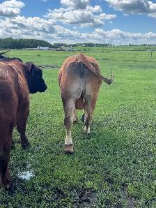 calm 3 year old Limo bull - Photo 6