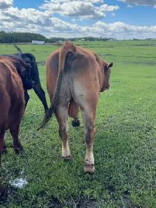 calm 3 year old Limo bull - Photo 7