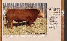 calm 3 year old Limo bull - Photo 8