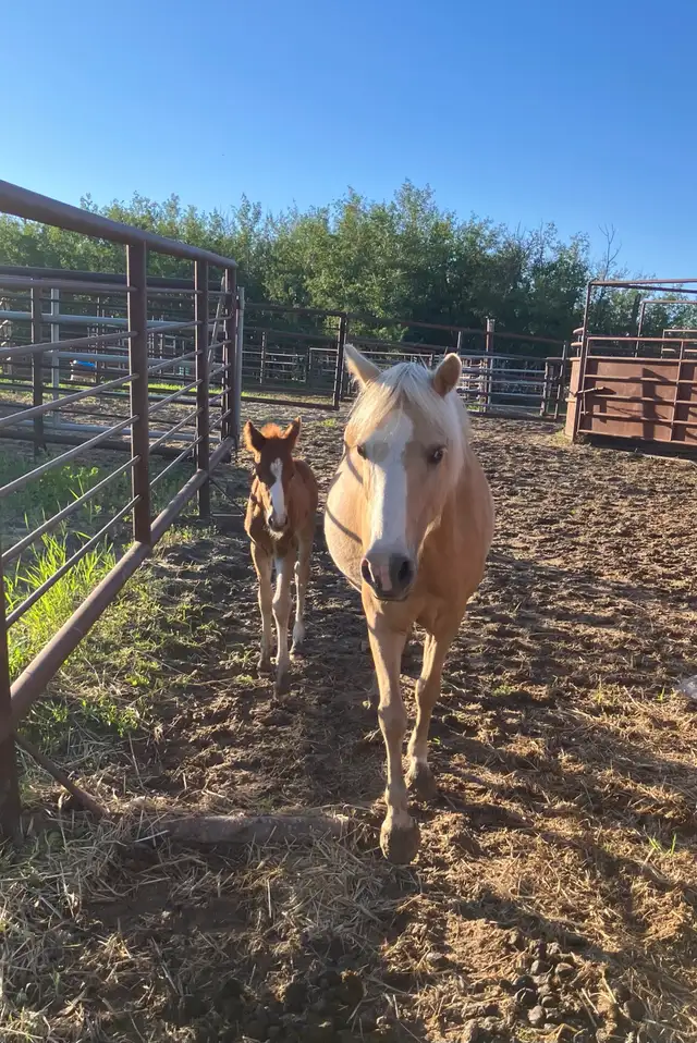 palomino pony with stud colt for sale