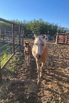 palomino pony with stud colt for sale