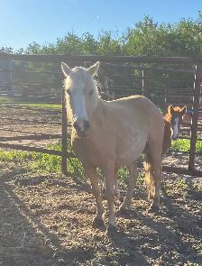 palomino pony with stud colt for sale - Photo 2