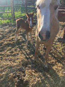 palomino pony with stud colt for sale - Photo 3