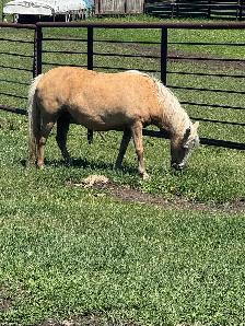 palomino pony with stud colt for sale - Photo 4