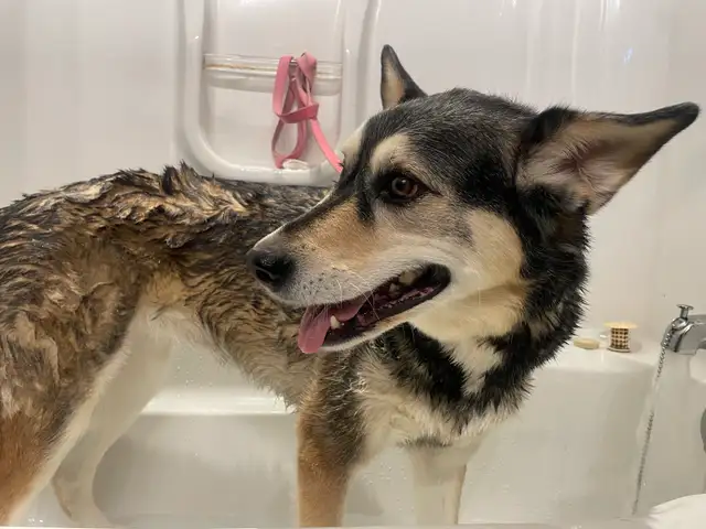 dog and cat grooming in your home