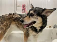 dog and cat grooming in your home