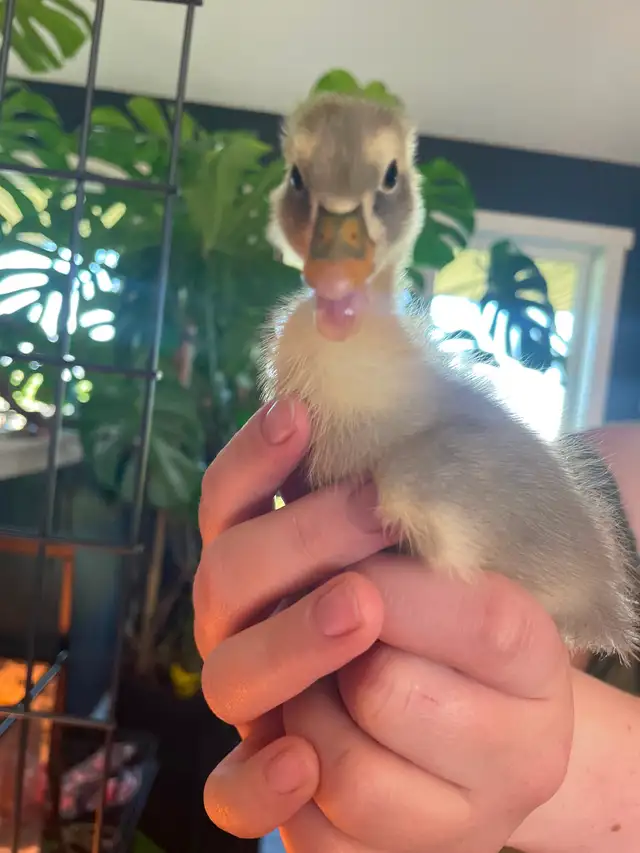 Pure Ancona ducklings and Ancona/Magpie mixes