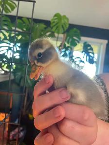 Pure Ancona ducklings and Ancona/Magpie mixes - Photo 2