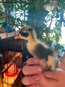 Pure Ancona ducklings and Ancona/Magpie mixes - Photo 3