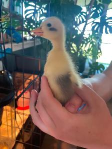 Pure Ancona ducklings and Ancona/Magpie mixes - Photo 4