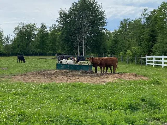 beef heifers
