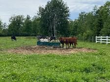 beef heifers