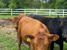 beef heifers - Photo 2