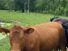 beef heifers - Photo 3