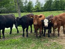 beef heifers - Photo 4