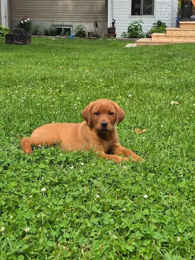 Yellow & Foxred Female Labrador Retriever Puppies