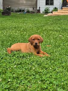 Yellow & Foxred Female Labrador Retriever Puppies