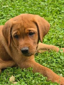 Yellow & Foxred Female Labrador Retriever Puppies - Photo 2