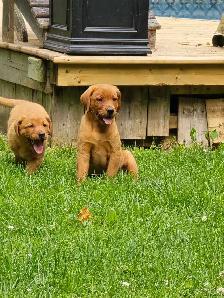 Yellow & Foxred Female Labrador Retriever Puppies - Photo 3