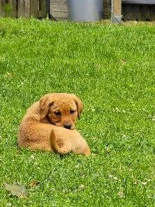 Yellow & Foxred Female Labrador Retriever Puppies - Photo 4