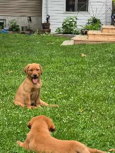 Yellow & Foxred Female Labrador Retriever Puppies - Photo 5