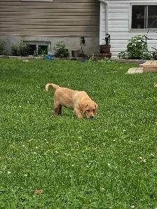 Yellow & Foxred Female Labrador Retriever Puppies - Photo 6