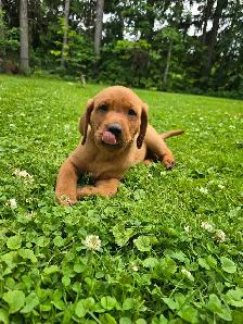 Yellow & Foxred Female Labrador Retriever Puppies - Photo 7