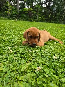 Yellow & Foxred Female Labrador Retriever Puppies - Photo 8
