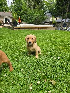 Yellow & Foxred Female Labrador Retriever Puppies - Photo 9