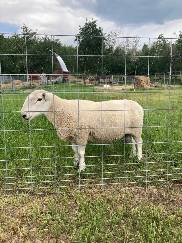 Cheviot Ram