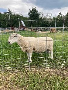 Cheviot Ram