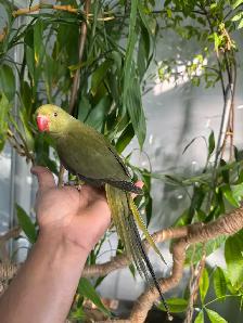 Indian ringneck parrot babies (Olive Green)