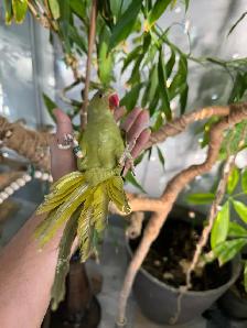 Indian ringneck parrot babies (Olive Green) - Photo 2