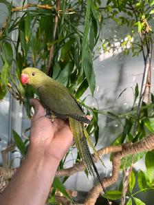 Indian ringneck parrot babies (Olive Green) - Photo 3