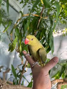 Indian ringneck parrot babies (Olive Green) - Photo 4