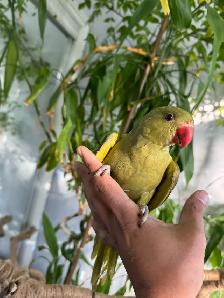 Indian ringneck parrot babies (Olive Green) - Photo 5