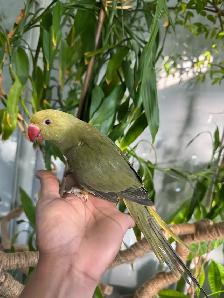 Indian ringneck parrot babies (Olive Green) - Photo 6
