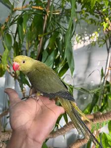 Indian ringneck parrot babies (Olive Green) - Photo 7