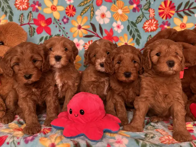 MULTIGENERATIONAL AUSTRALIAN LABRADOODLE PUPPIES-MINI AND MEDIUM