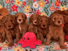 MULTIGENERATIONAL AUSTRALIAN LABRADOODLE PUPPIES-MINI AND MEDIUM