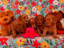 MULTIGENERATIONAL AUSTRALIAN LABRADOODLE PUPPIES-MINI AND MEDIUM - Photo 2