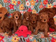 MULTIGENERATIONAL AUSTRALIAN LABRADOODLE PUPPIES-MINI AND MEDIUM - Photo 3