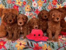 MULTIGENERATIONAL AUSTRALIAN LABRADOODLE PUPPIES-MINI AND MEDIUM - Photo 4