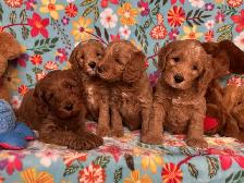 MULTIGENERATIONAL AUSTRALIAN LABRADOODLE PUPPIES-MINI AND MEDIUM - Photo 5