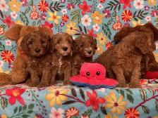 MULTIGENERATIONAL AUSTRALIAN LABRADOODLE PUPPIES-MINI AND MEDIUM - Photo 6